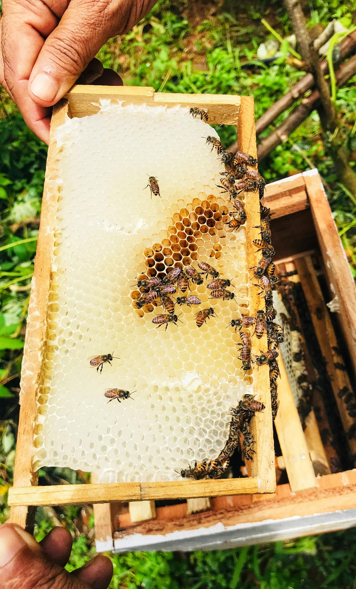 organic-honey-oils